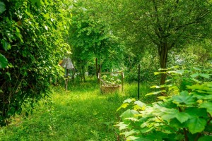 Images for Mount Vale, York