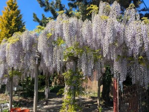 Images for Lang Avenue, York
